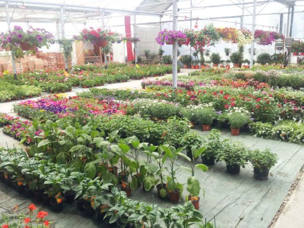 Le marché aux fleurs des Serres de Saint-André