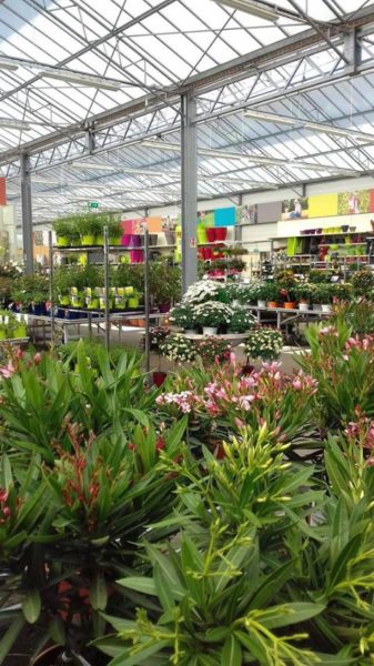 Marché aux fleurs