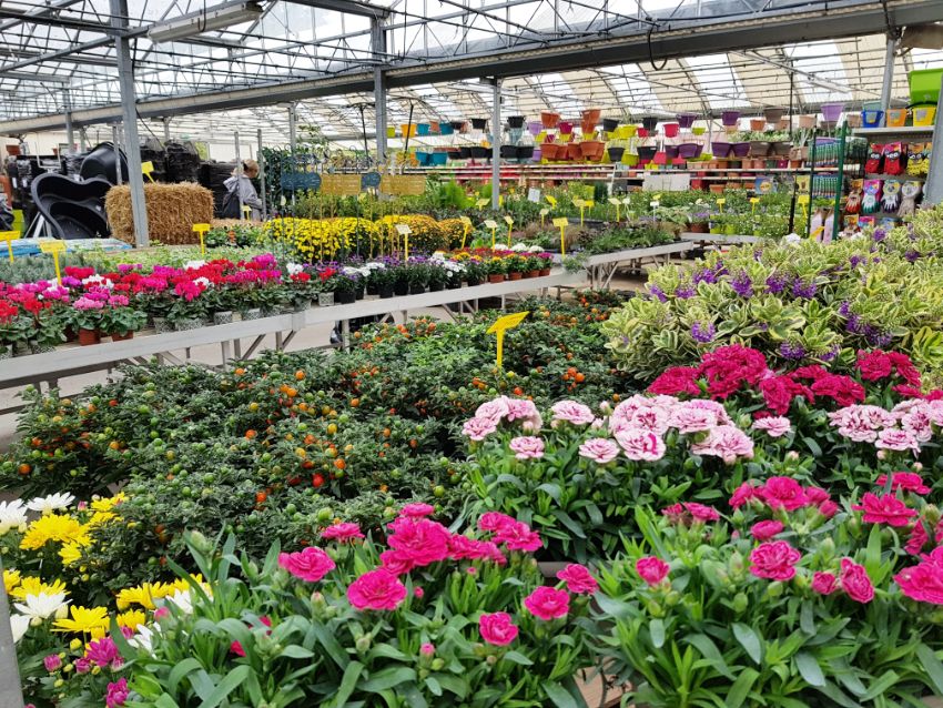 Marché aux fleurs Jardinerie Triplet