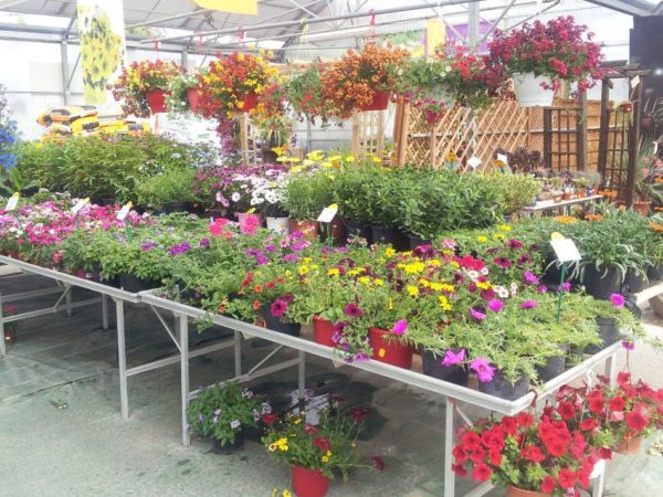 Le marché aux fleurs des Serres de Saint-André