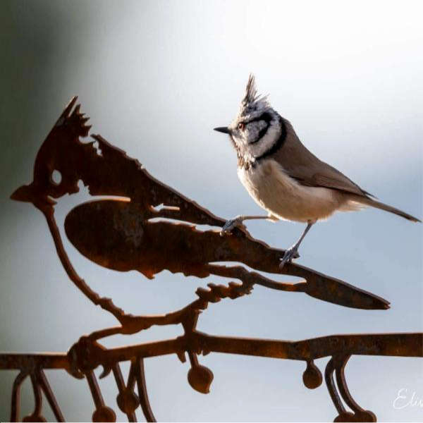 Mésange huppée en métal