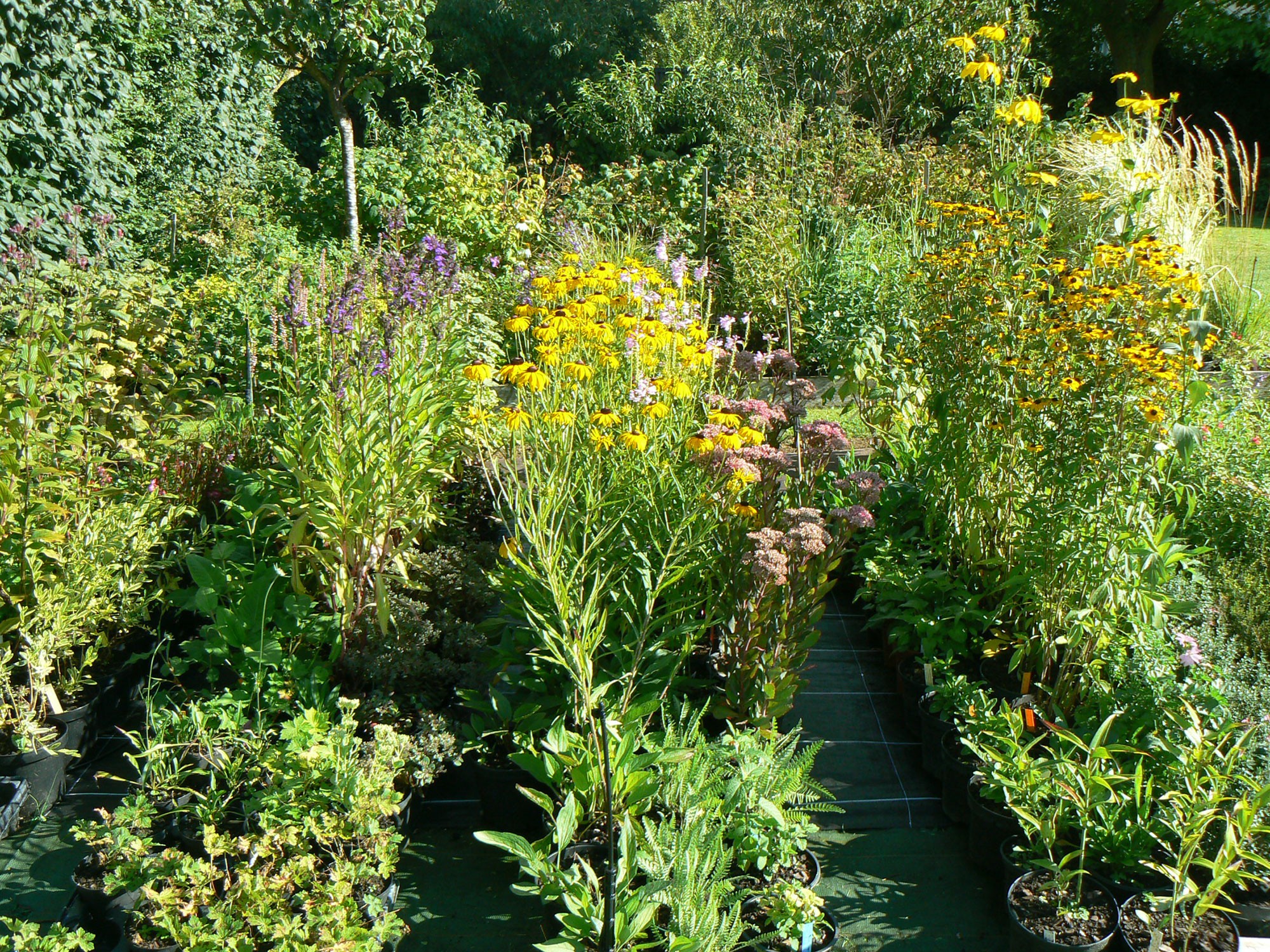 Vivaces des Jardins d'Ollivier