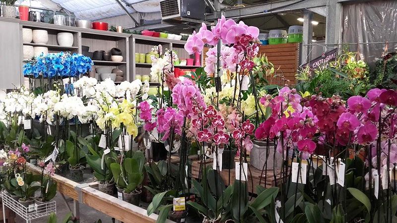 Orchidées Jardinerie Baron