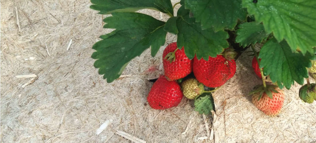 Paillage en chanvre pour la culture de fraisiers