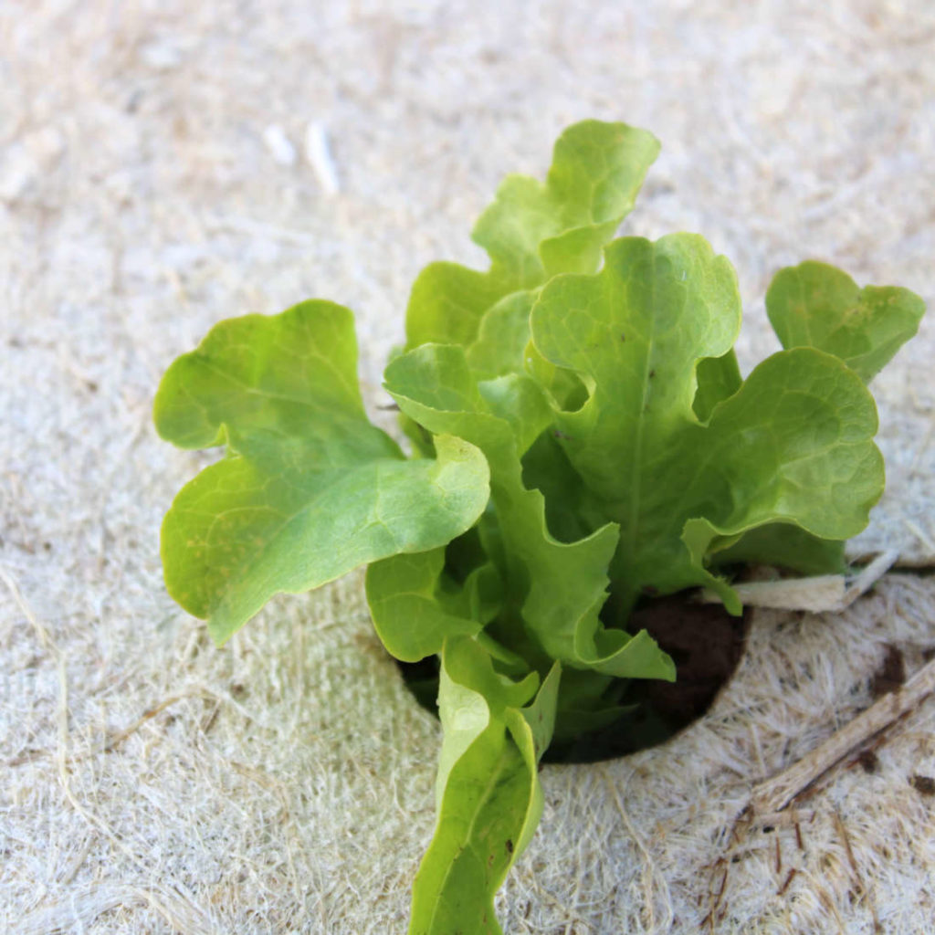 Paillage en chanvre pour salades