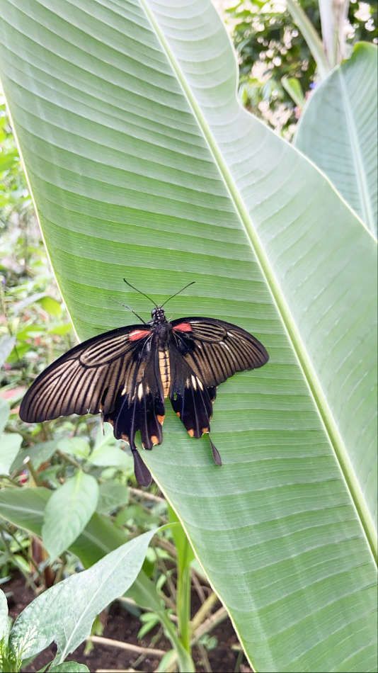 La serre aux papillons