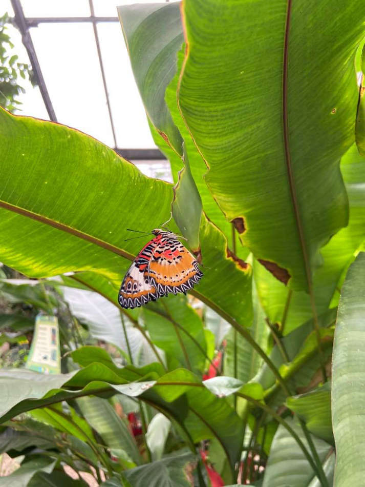 La serre aux papillons