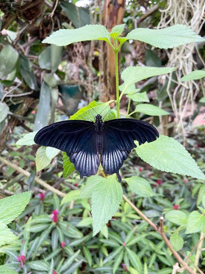 La serre aux papillons