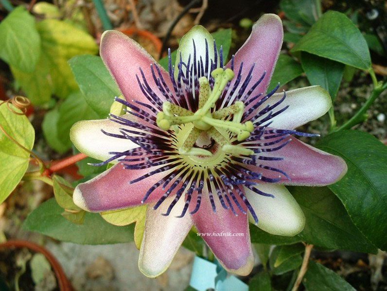 Plantes tropicales pépinière Hodnik