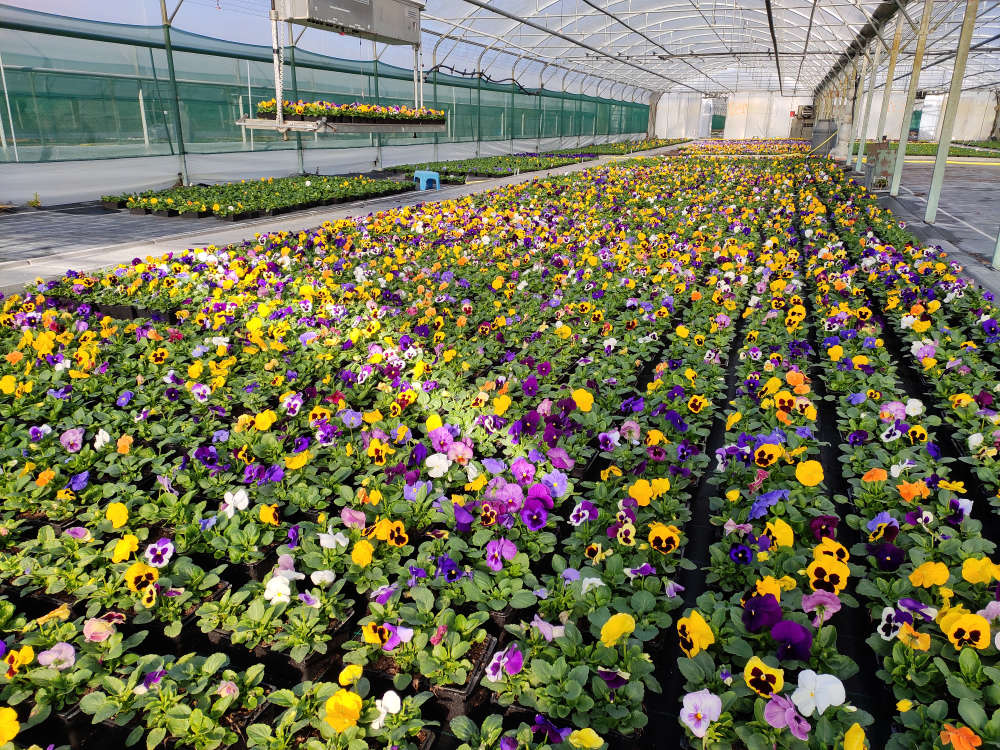 Les pensées d'Horti Sologne