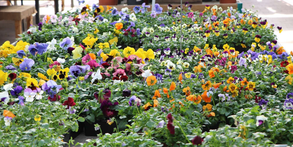 Les pensées de la Jardinerie Jardin de la belle idée