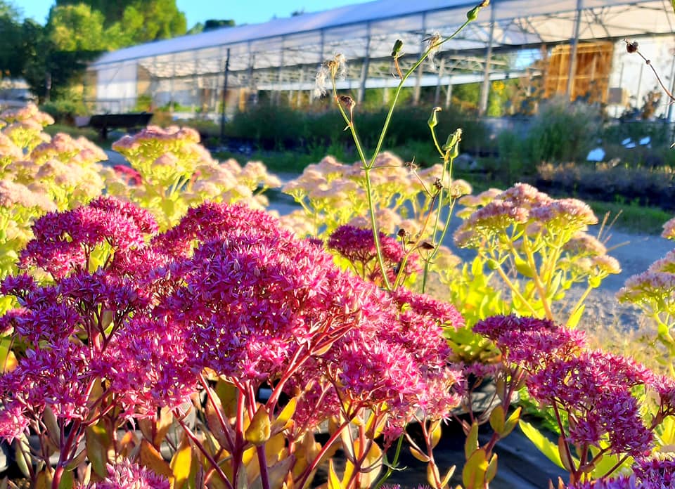 Pépinière Arc en fleurs