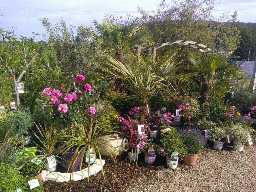 Côté pépinière Jardinerie Triplet