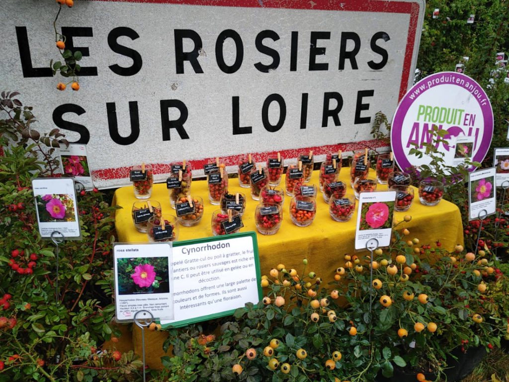 Pépinière Roses Loubert