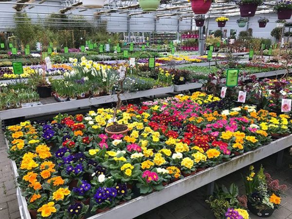 Les fleurs de la jardinerie du Cap Vert