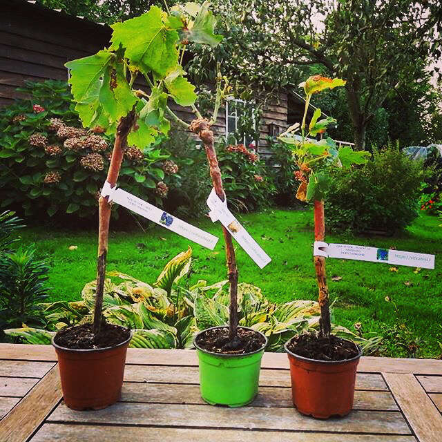 Les pieds de vigne Viticabrol