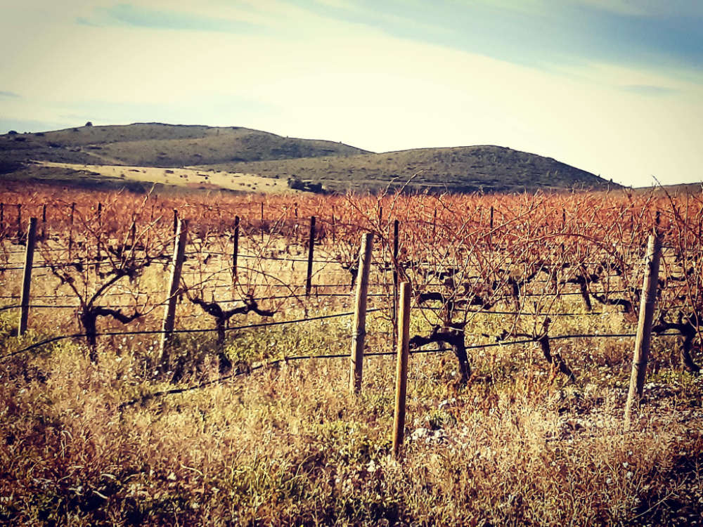 Le vignoble des Pépinières Viticabrol