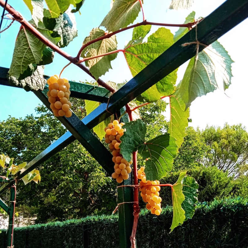 Les pieds de vigne Viticabrol