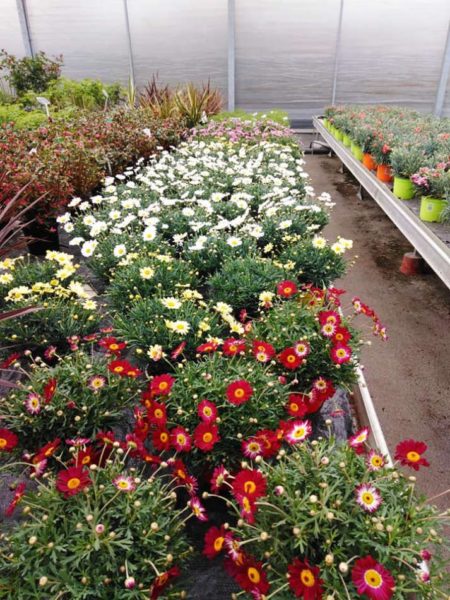 Les plantes à massif de la Jardinerie Dekester