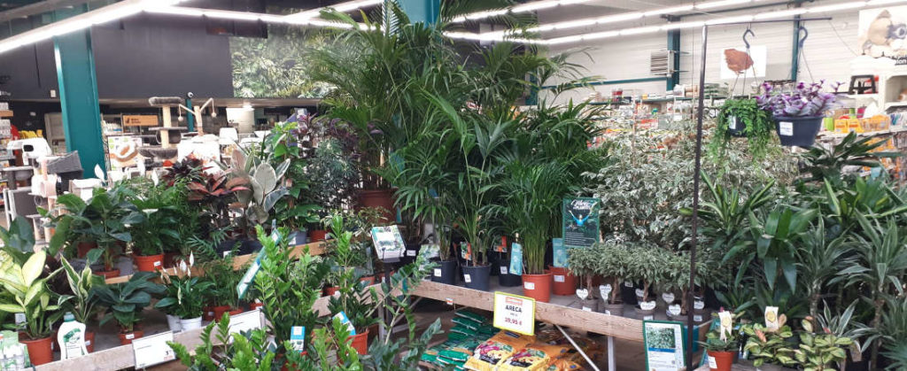 Les plantes d'intérieur du Jardin de la belle idée