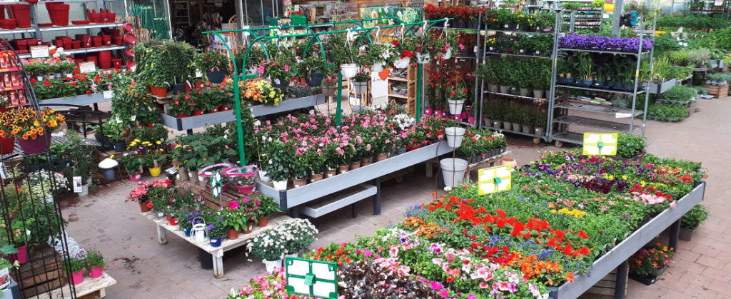 Plantes fleuries d'extérieur