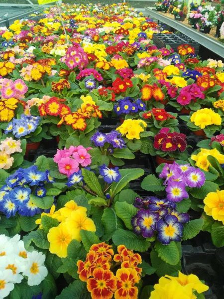 Les plantes à massif de la Jardinerie Dekester