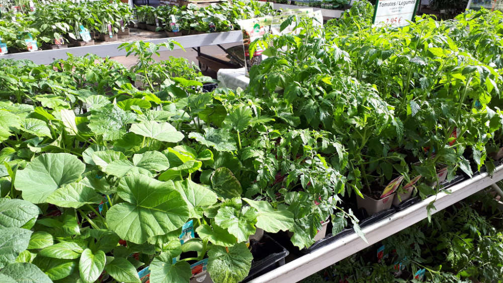 Les plants de légumes de la jardinerie Jardin de la belle idée