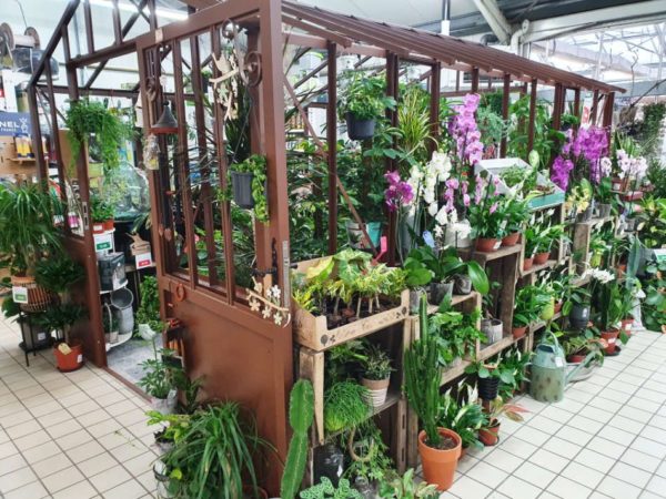 Les plantes vertes d'intérieur