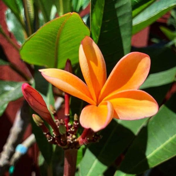 Frangipanier de Plumeria Passion