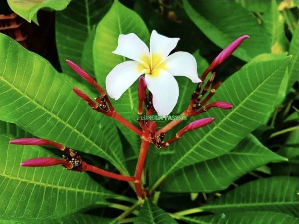 Plumeria Passion