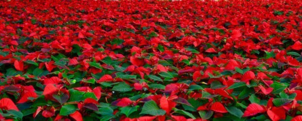 Poinsettias