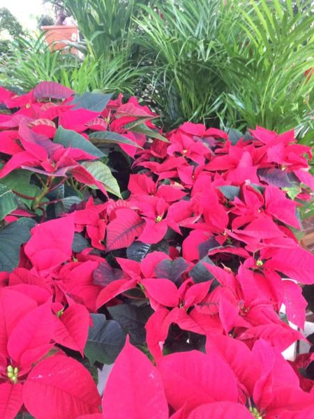 Les poinsettias