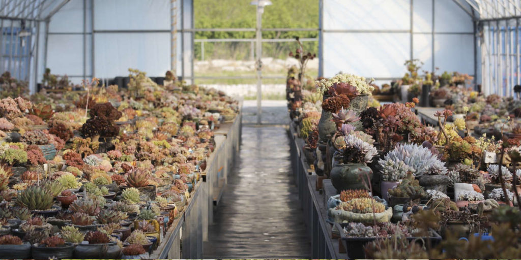 Serre de production de succulentes