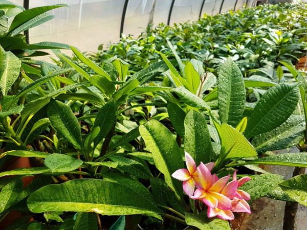 La production de frangipaniers de Plumeria Passion