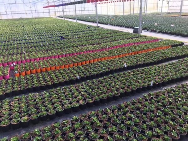 Production horticole