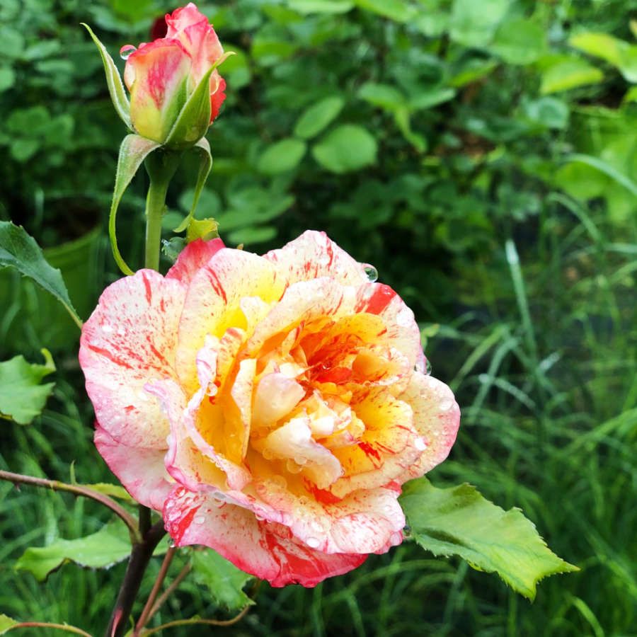 Les rosiers produits à la Jardinerie Poullain