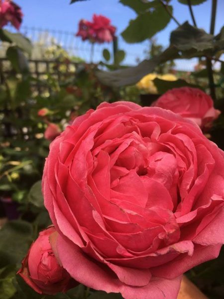 Rose des Pépinières du Cap Vert