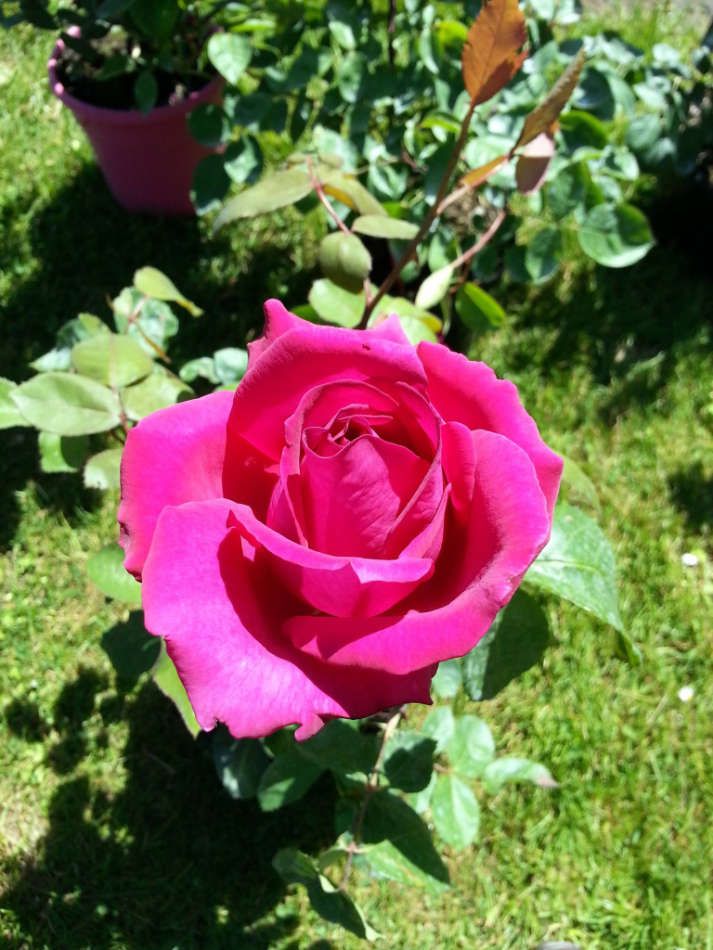 Les rosiers produits à la Jardinerie Poullain