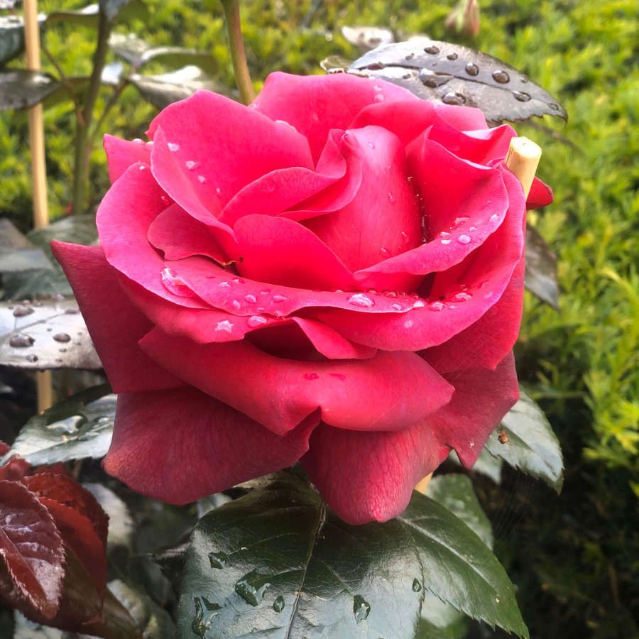 Les rosiers produits à la Jardinerie Poullain