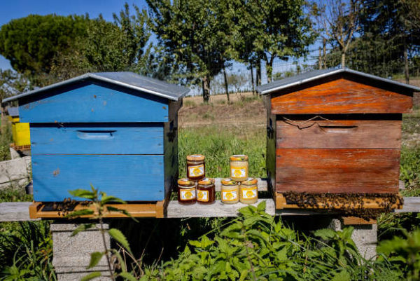 Les ruches au sein des pépinières du Val d'Erdre