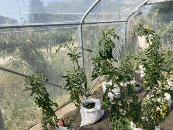 Les sacs à tomates Jardin Fertile