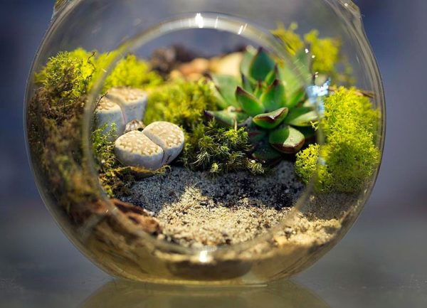 Terrarium