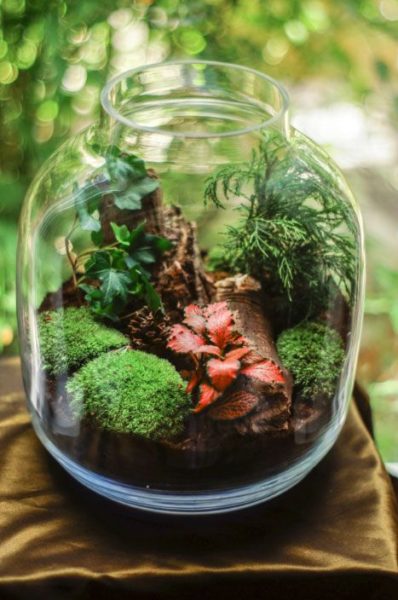 Terrarium