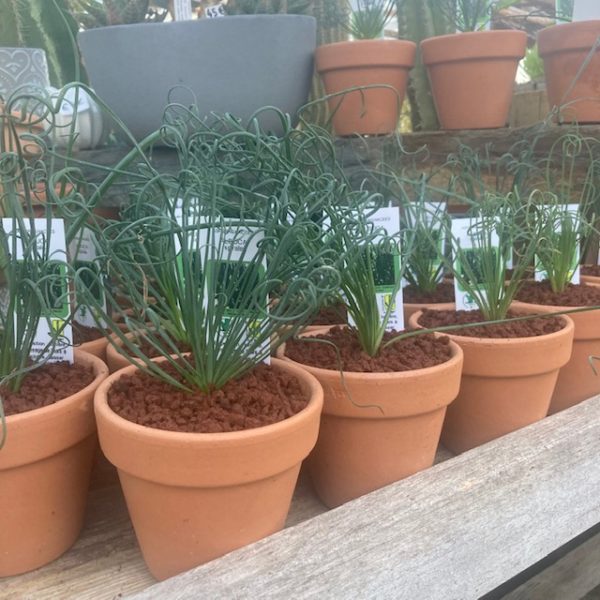 Albuca Spiralis