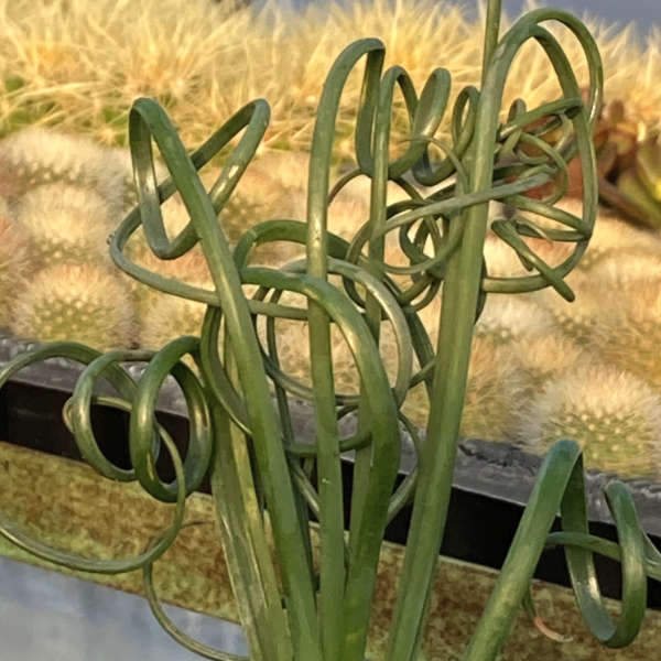 Albuca Spiralis