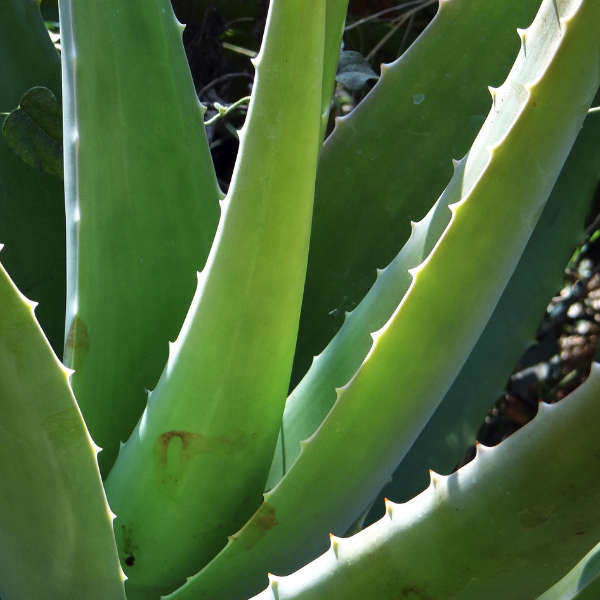 Aloe Vera en pot