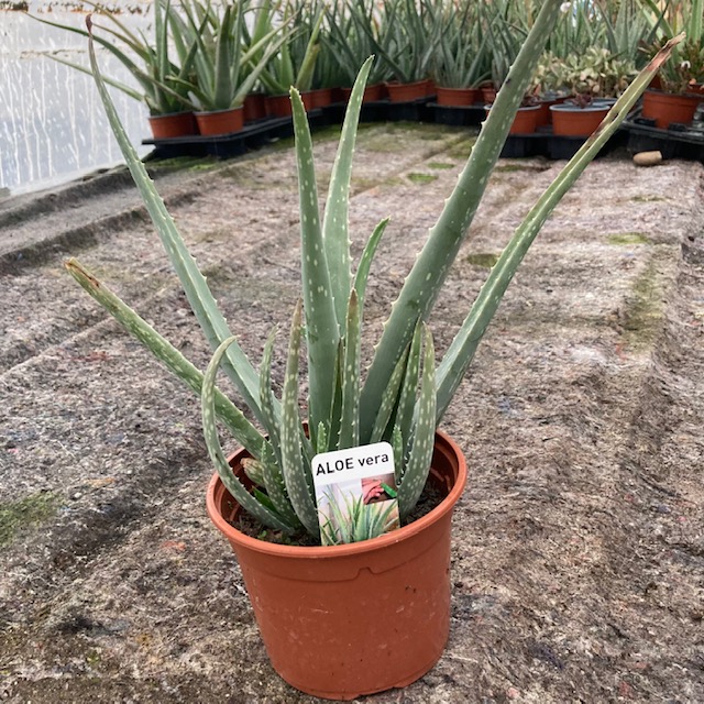 Aloe Vera en pot