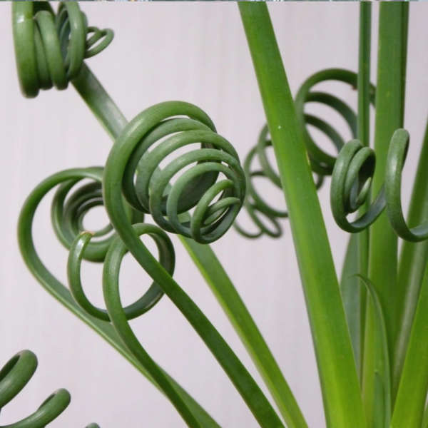 Feuilles Albuca Spiralis