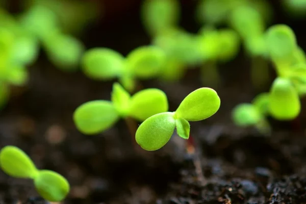 Que semer en août au potager ?