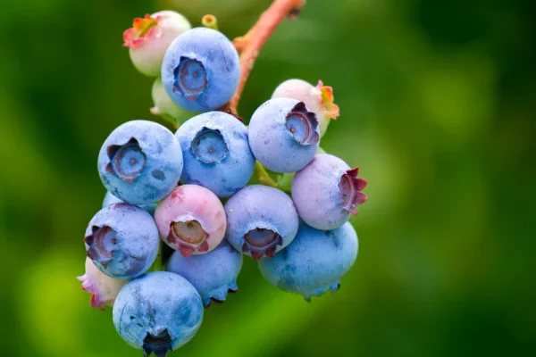 Fruits et petits fruits